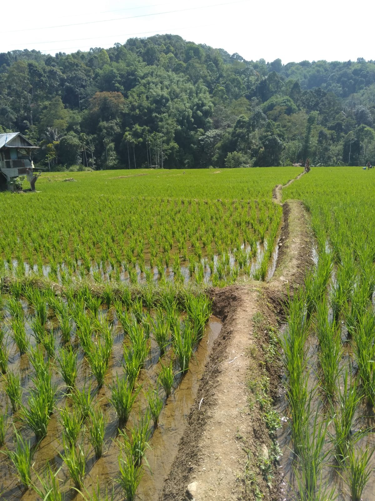 Ataghan Tinggiari makini..